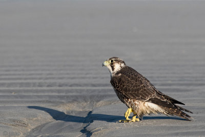 Peregrine - Slechtvalk - Falco peregrinus