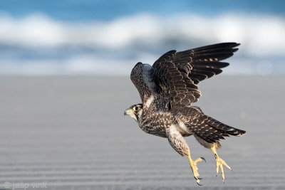 Peregrine - Slechtvalk - Falco peregrinus