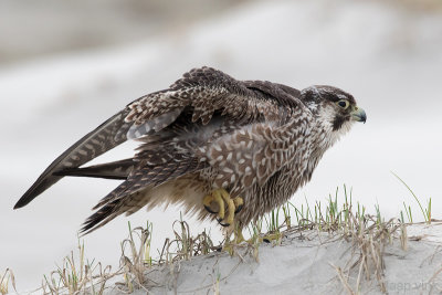 Peregrine - Slechtvalk - Falco peregrinus