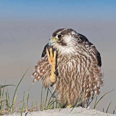 Peregrine - Slechtvalk - Falco peregrinus