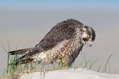 Peregrine - Slechtvalk - Falco peregrinus