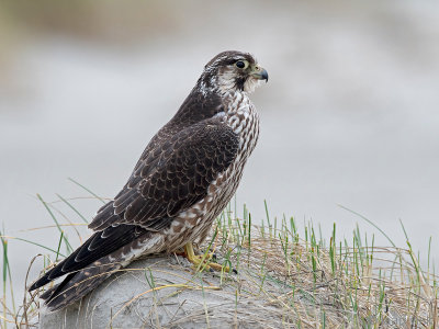 Peregrine - Slechtvalk - Falco peregrinus