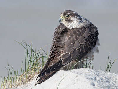 Peregrine - Slechtvalk - Falco peregrinus