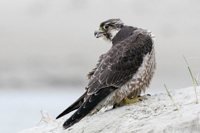 Peregrine - Slechtvalk - Falco peregrinus