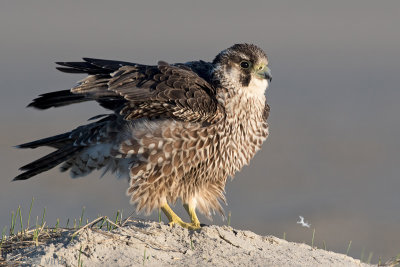 Peregrine - Slechtvalk - Falco peregrinus