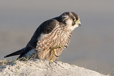 Peregrine - Slechtvalk - Falco peregrinus