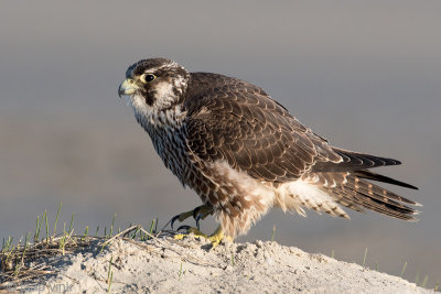 Peregrine - Slechtvalk - Falco peregrinus