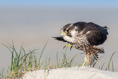 Peregrine - Slechtvalk - Falco peregrinus