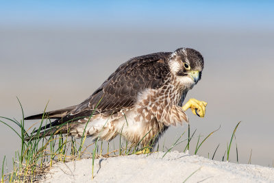 Peregrine - Slechtvalk - Falco peregrinus