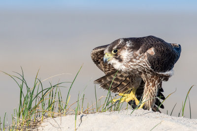 Peregrine - Slechtvalk - Falco peregrinus