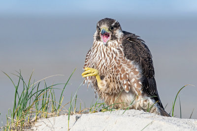 Peregrine - Slechtvalk - Falco peregrinus