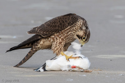 Peregrine - Slechtvalk - Falco peregrinus