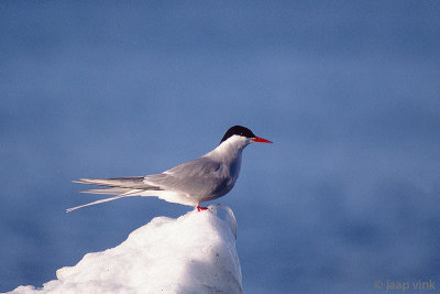 Arctic Tern - Noordse Stern - Sterna paradisaea