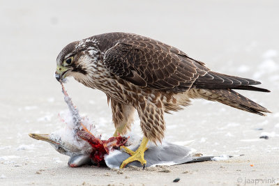 Peregrine - Slechtvalk - Falco peregrinus