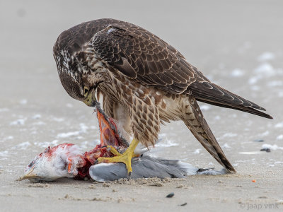 Peregrine - Slechtvalk - Falco peregrinus