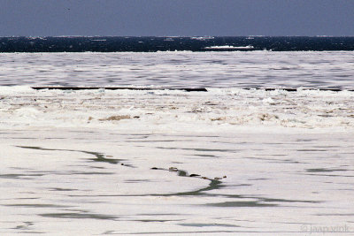 Seals at a crack in the sea ice - Zeehonden langs een scheur in het zeeijs
