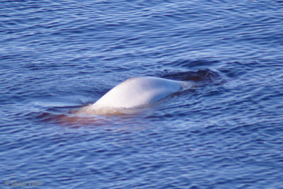 Beluga whale - Beloega - Delphinapterus leucas