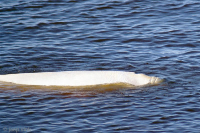 Beluga whale - Beloega - Delphinapterus leucas