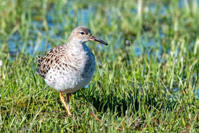 Ruff - Kemphaan - Calidris pugnax