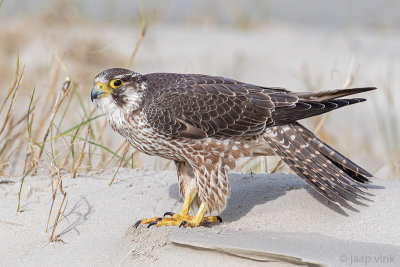 Peregrine - Slechtvalk - Falco peregrinus