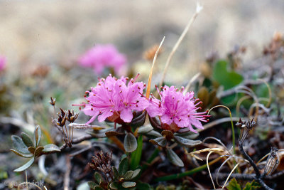Lapland Rosebay - Rhodondendron lapponicum