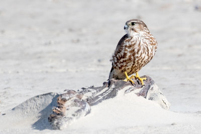 Merlin - Smelleken - lin - Smelleken - Falco columbarius