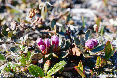 Lapland Rosebay - Rhododendron lapponicum