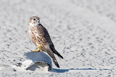 Merlin - Smelleken -  - Smelleken - Falco columbarius