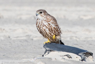 Merlin - Smelleken - Falco columbarius