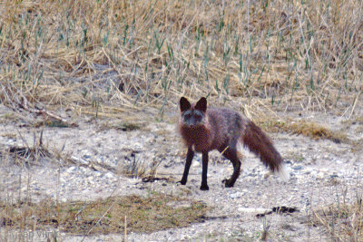 Red Fox - Vos - Vulpes vulpes