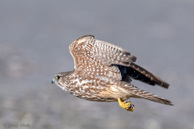 Merlin - Smelleken - Falco columbarius