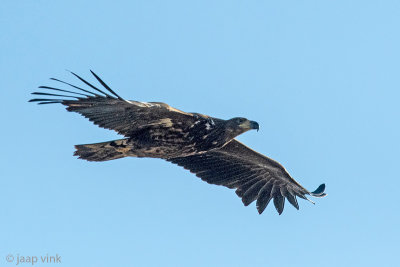 White-tailed Eagle - Zeearend - Haliaeetus albicilla