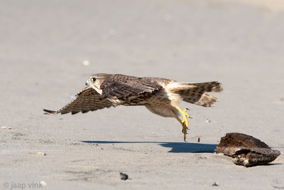 Merlin - Smelleken - Falco columbarius