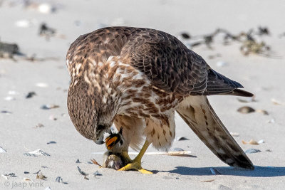 Merlin - Smelleken - Falco columbarius