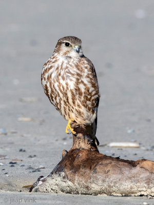 Merlin - Smelleken - Falco columbarius