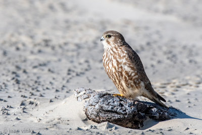 Merlin - Smelleken - in - Smelleken - Falco columbarius