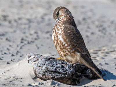 Merlin - Smelleken - Falco columbarius