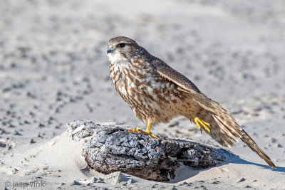 Merlin - Smelleken - Falco columbarius