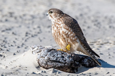 Merlin - Smelleken - Falco columbarius