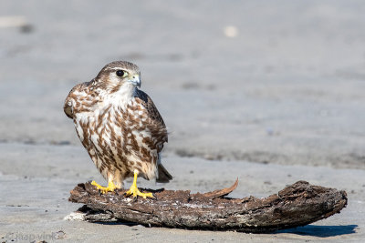 Merlin - Smelleken -  - Smelleken - Falco columbarius