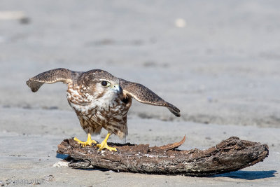 Merlin - Smelleken - Falco columbarius