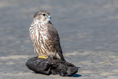 Merlin - Smelleken - Falco columbarius