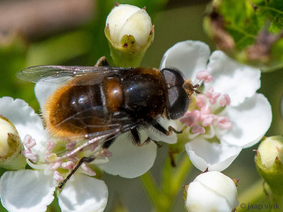 Syrphidae - Hommelbijvlieg - Eristalis intricaria