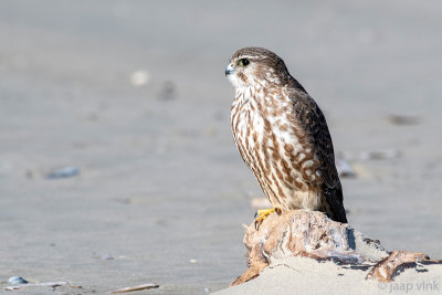 Merlin - Smelleken - Falco columbarius