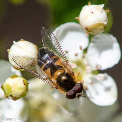 Syrphidae - Enkele-bandzweefvlieg - Epistrophe eligans