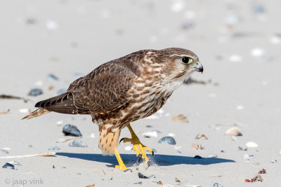 Merlin - Smelleken - Falco columbarius