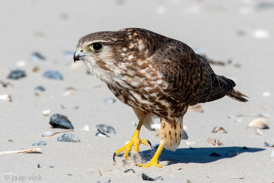 Merlin - Smelleken - Falco columbarius