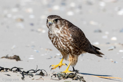 Merlin - Smelleken - Falco columbarius