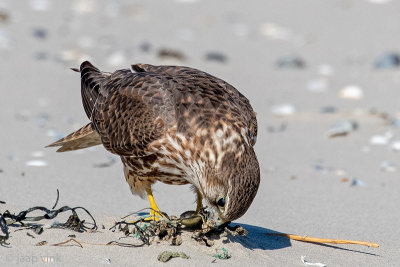 Merlin - Smelleken - Falco columbarius