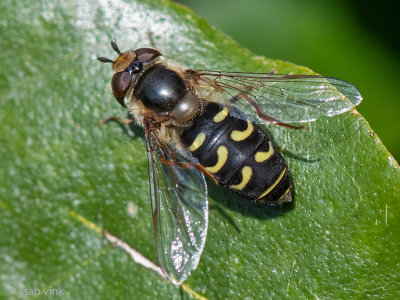 Syrphidae - Gele Halvemaanzweefvlieg - Scaeva selenitica